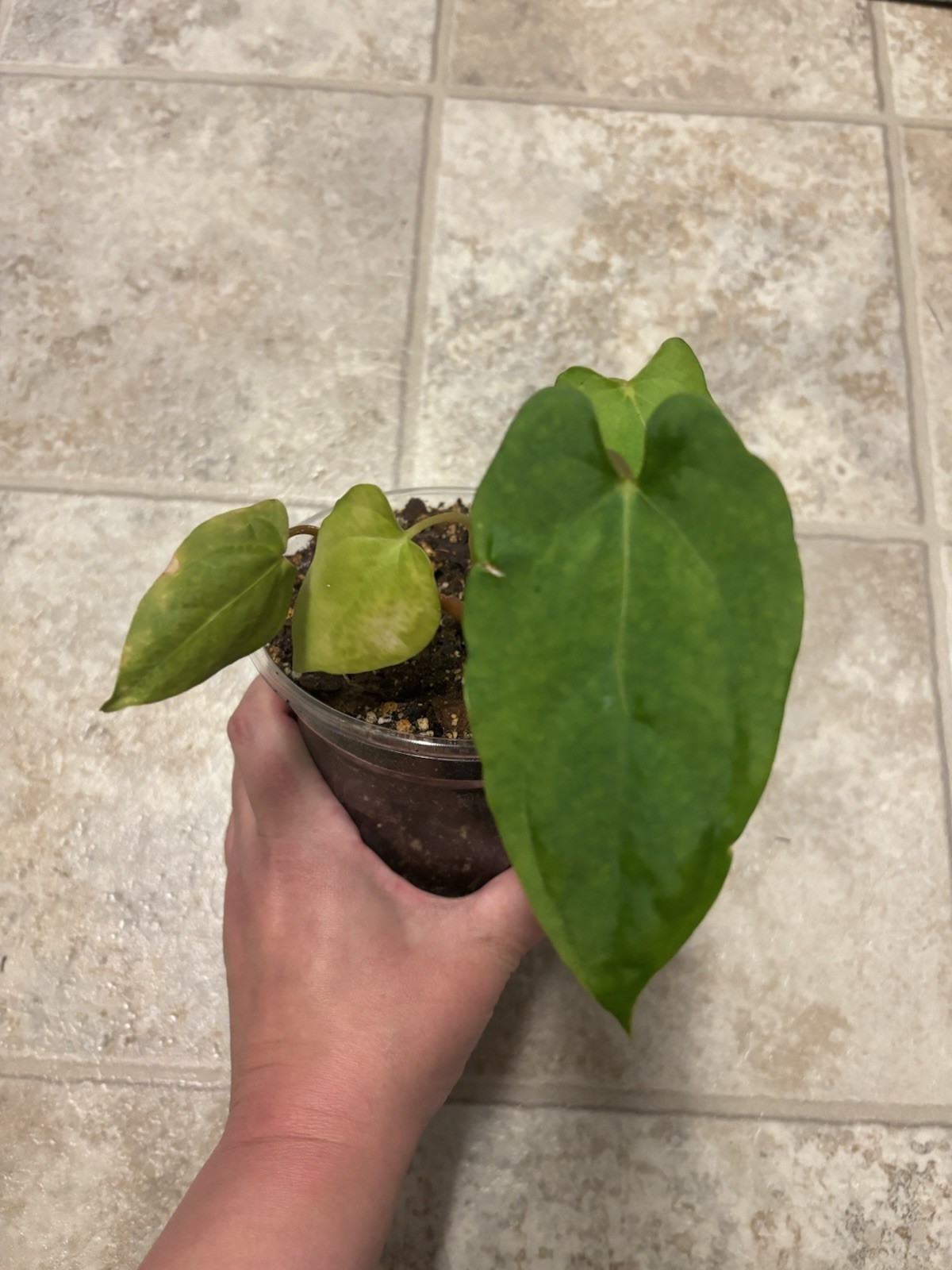 fort Sherman x blue pap anthurium fort Sherman x blue pap anthurium