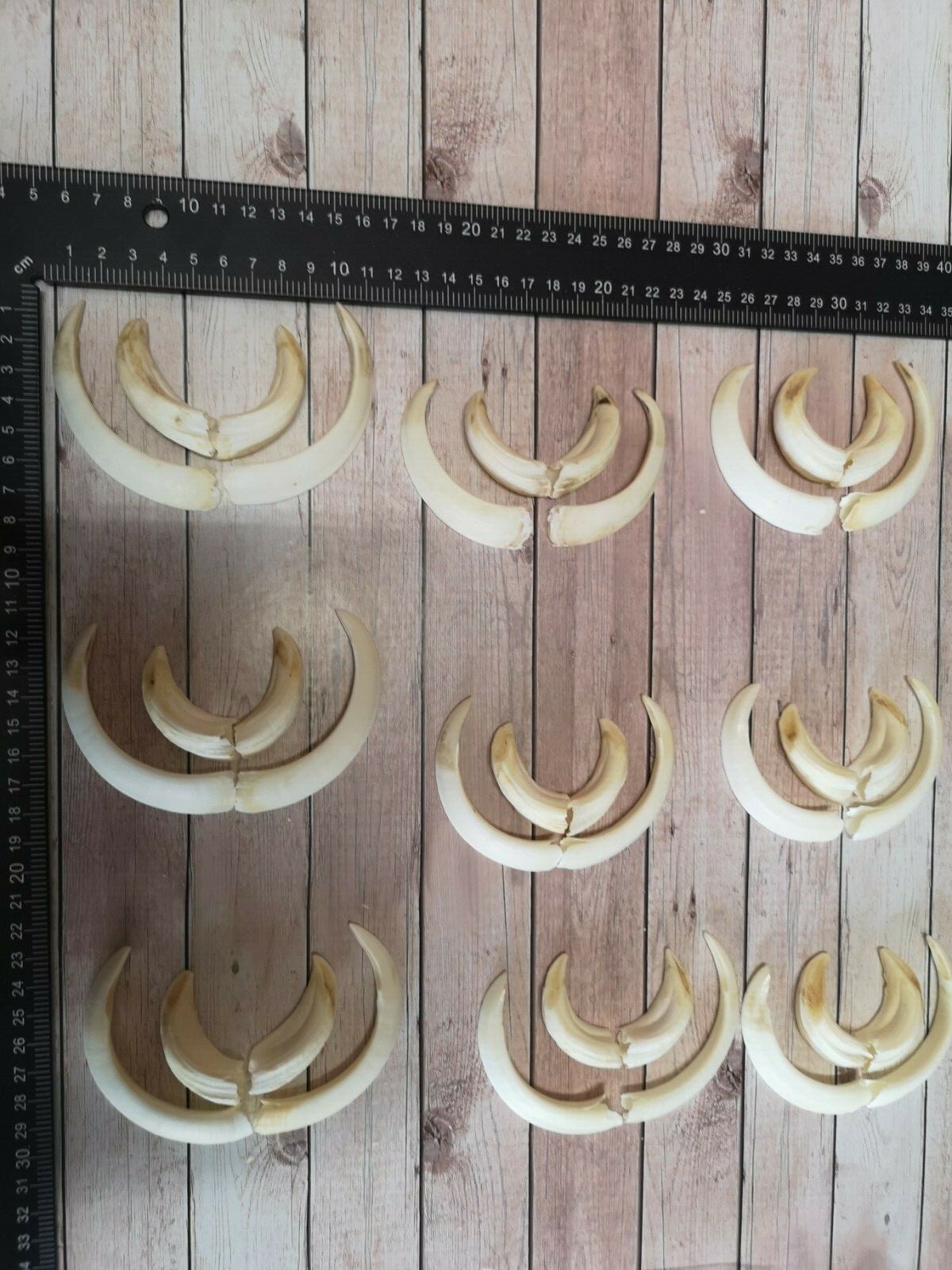 TOP boar guns tusks wild boar teeth tusks boar boar sow teeth trophy S-L