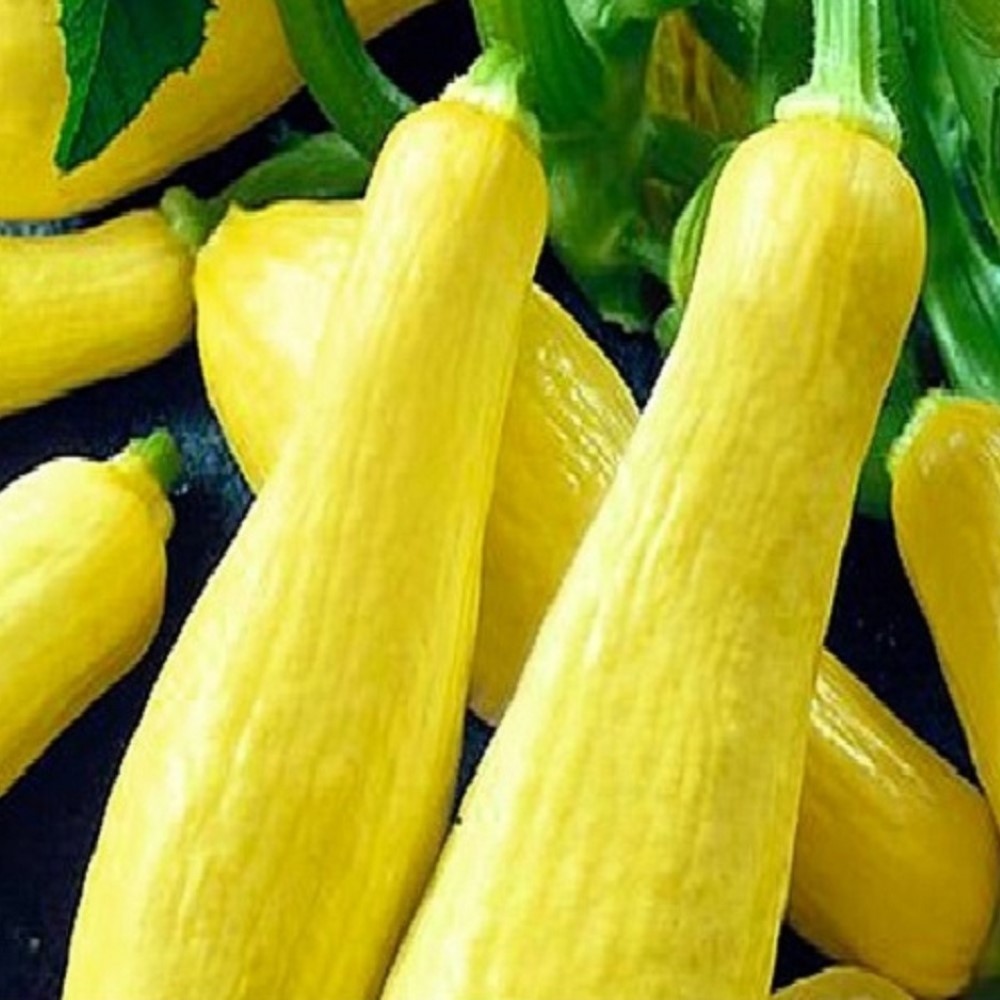 Straightneck Squash Seeds | NON-GMO Squash Seeds | Fresh Heirloom Garden Seeds Straightneck Squash Seeds | NON-GMO Squash Seeds | Fresh Heirloom Garden Seeds