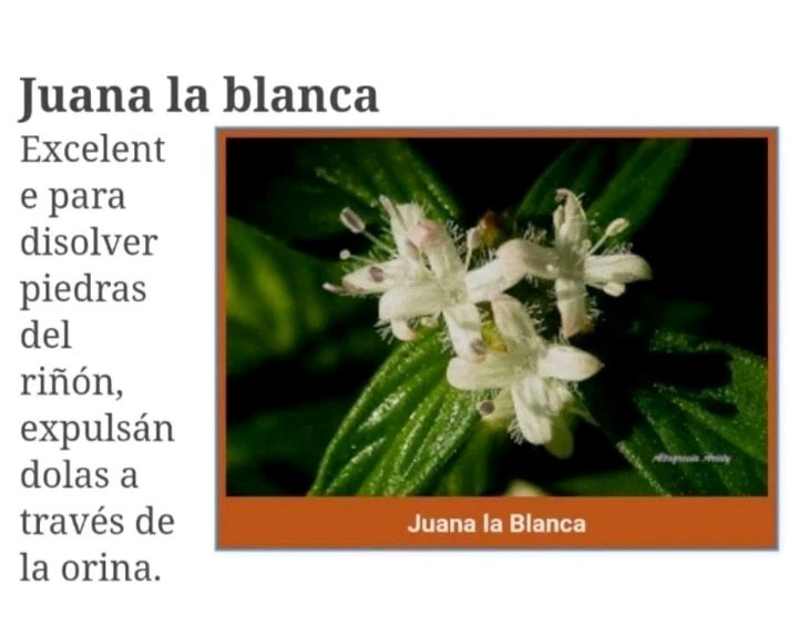 Juana La Blanca Planta Medicinal Deshidratada Juana La Blanca Planta Medicinal Deshidratada