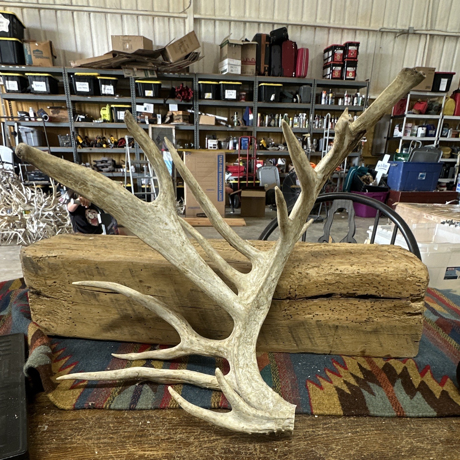 Very Nice Large Whitetail Antler 16 Points