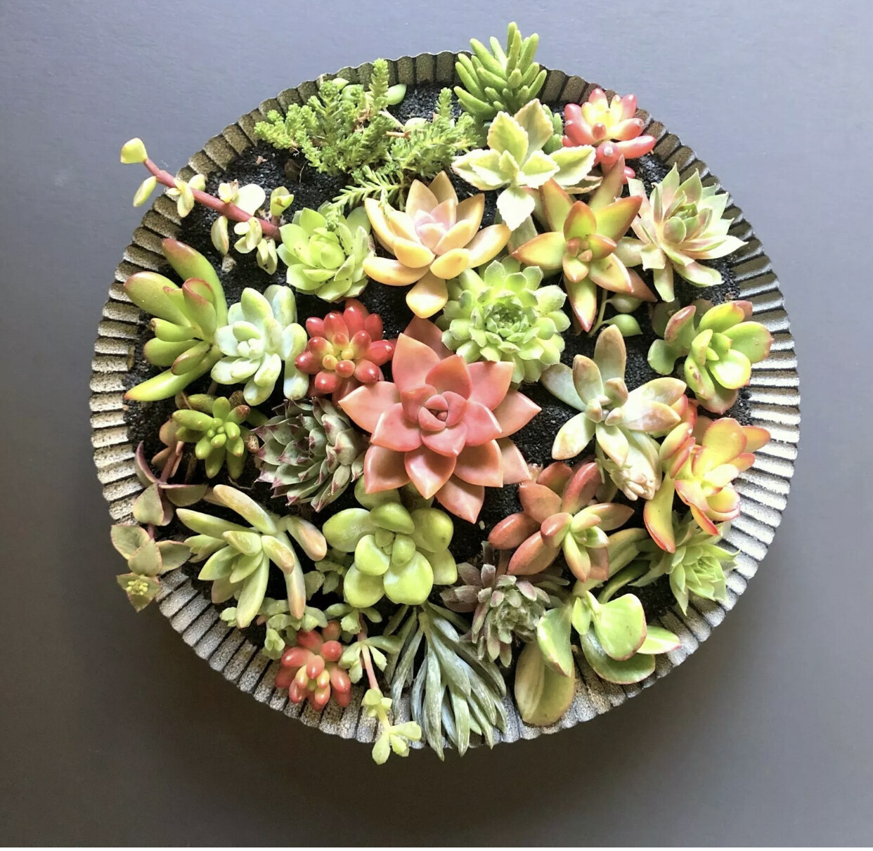 25 Beautiful, Colorful & Healthy Succulent Cuttings 25 Varieties 