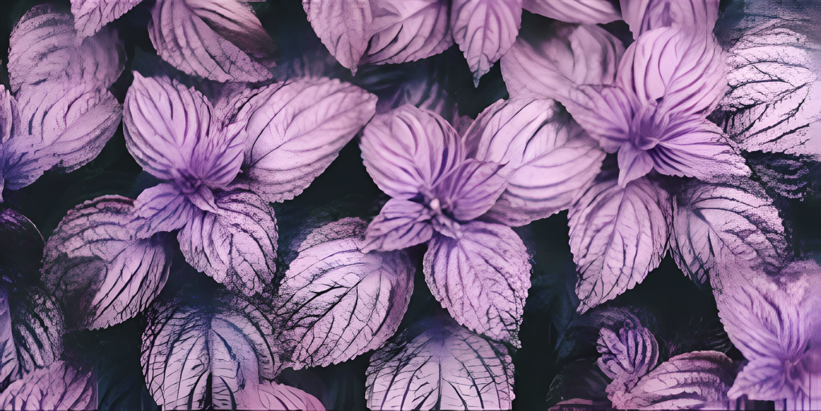Purple Shiso Seeds, Perilla, Japanese Basil, Red Mint,  ~~ 200 seeds