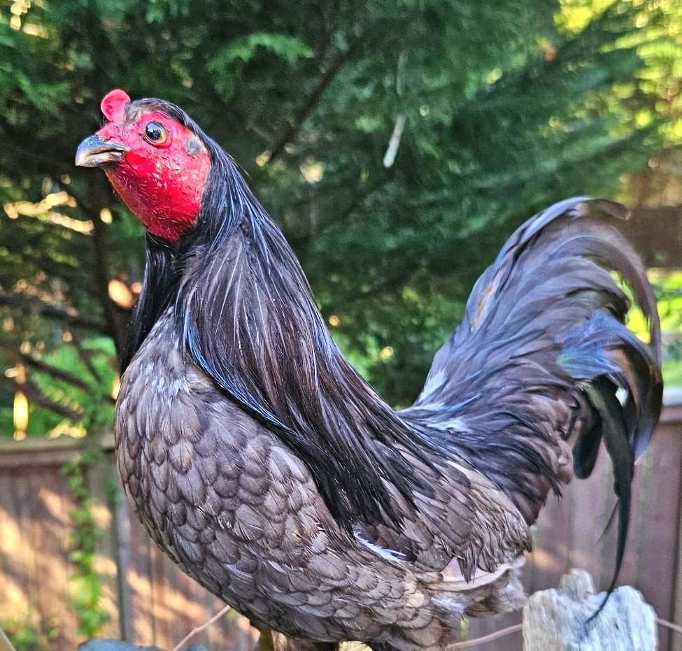 Vintage Taxidermy Black Irridescent Bantam Rooster Chicken Standing Mount Curio