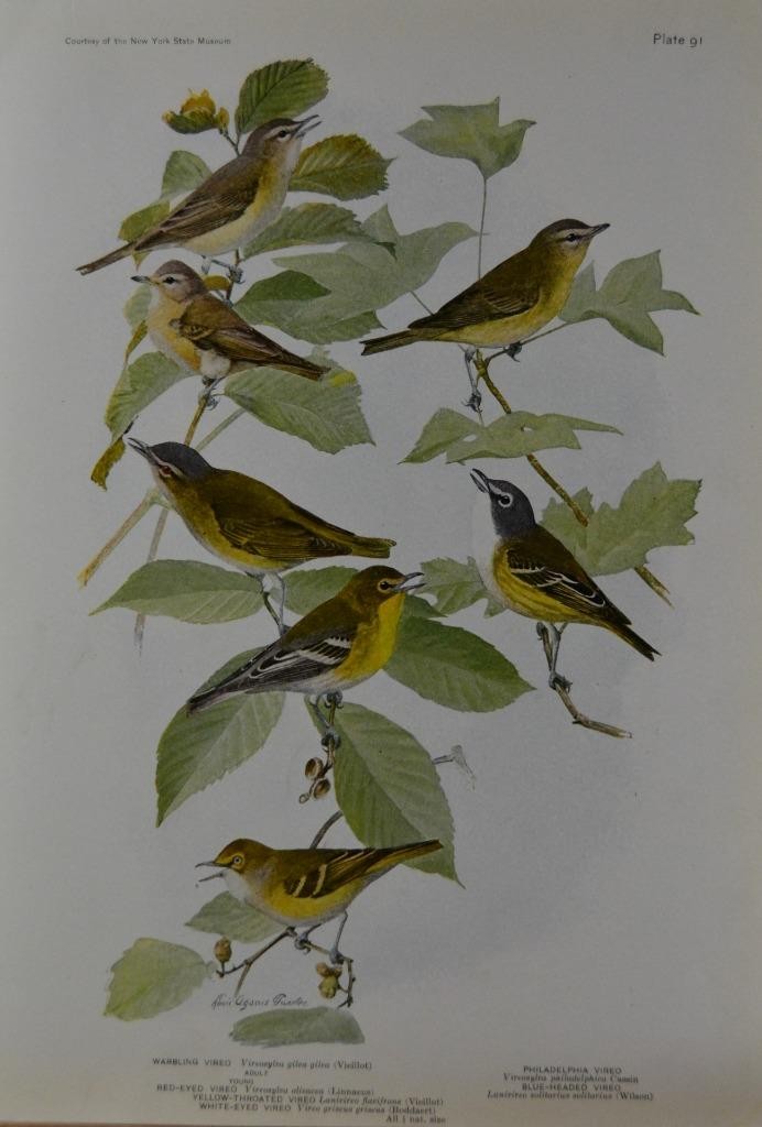 Antique Bird Art Ornithology Birds of New York Warbling Vireo 1923 History Antique Bird Art Ornithology Birds of New York Warbling Vireo 1923 History