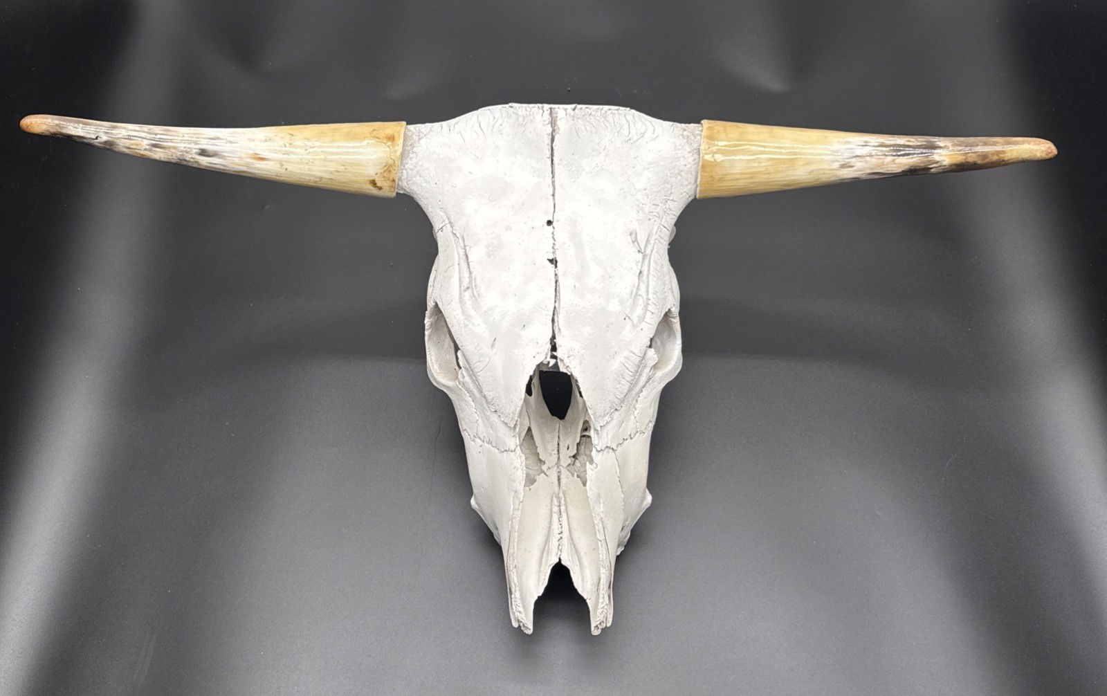 Real Bull Cow Skull with Horns 31.5” Wide Western Ranch Rustic Decor Taxidermy Real Bull Cow Skull with Horns 31.5” Wide Western Ranch Rustic Decor Taxidermy