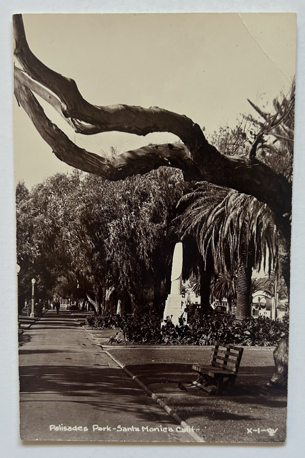 Palisades Park Santa Monica CA Tree-Lined Walk RPPC Real Photo Postcard A14