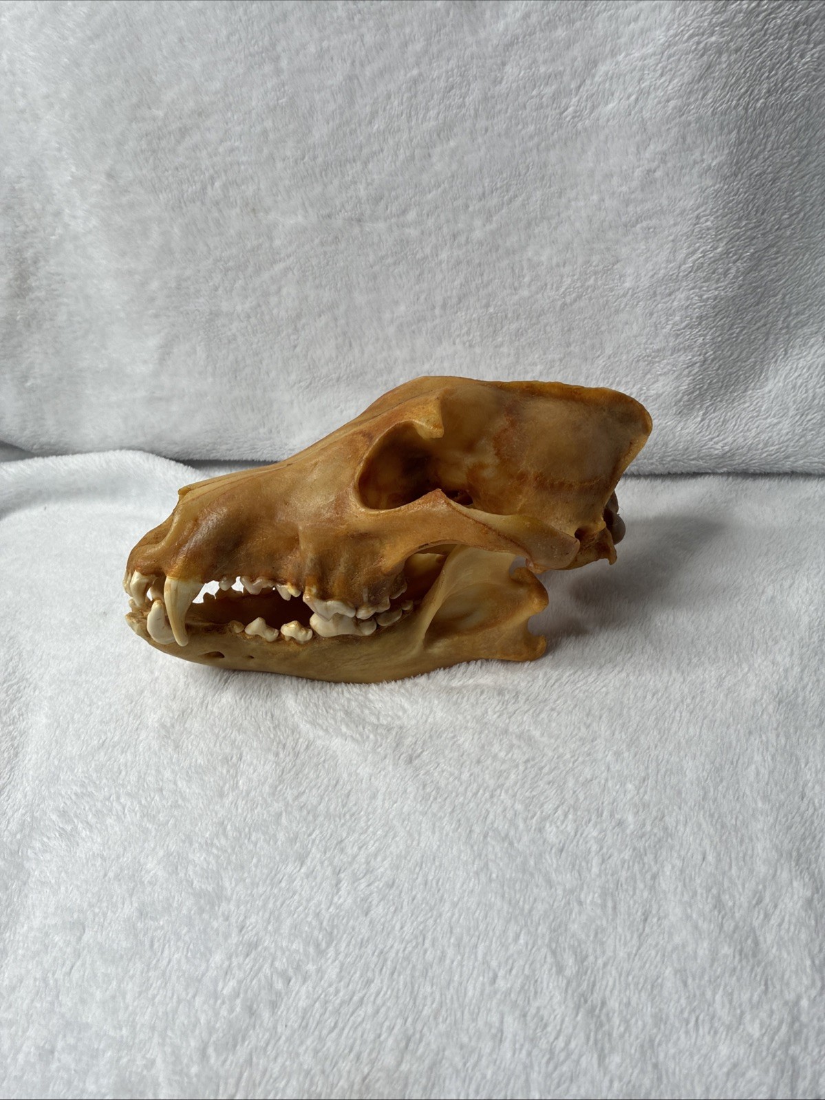 Vintage Real Wolf Skull Canis Lupus 10” Taxidermy Natural Bone Oddities Specimen