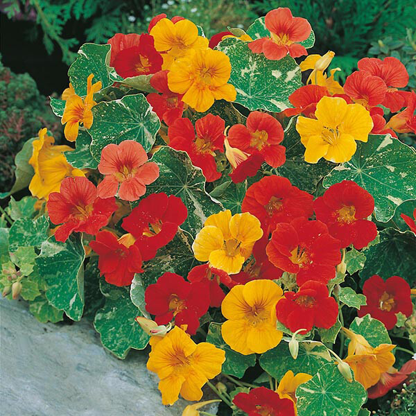 Alaska Mix Nasturtium Seeds | Edible Flowers & Leaves | Heirloom/Non-GMO | 1198 Alaska Mix Nasturtium Seeds | Edible Flowers & Leaves | Heirloom/Non-GMO | 1198