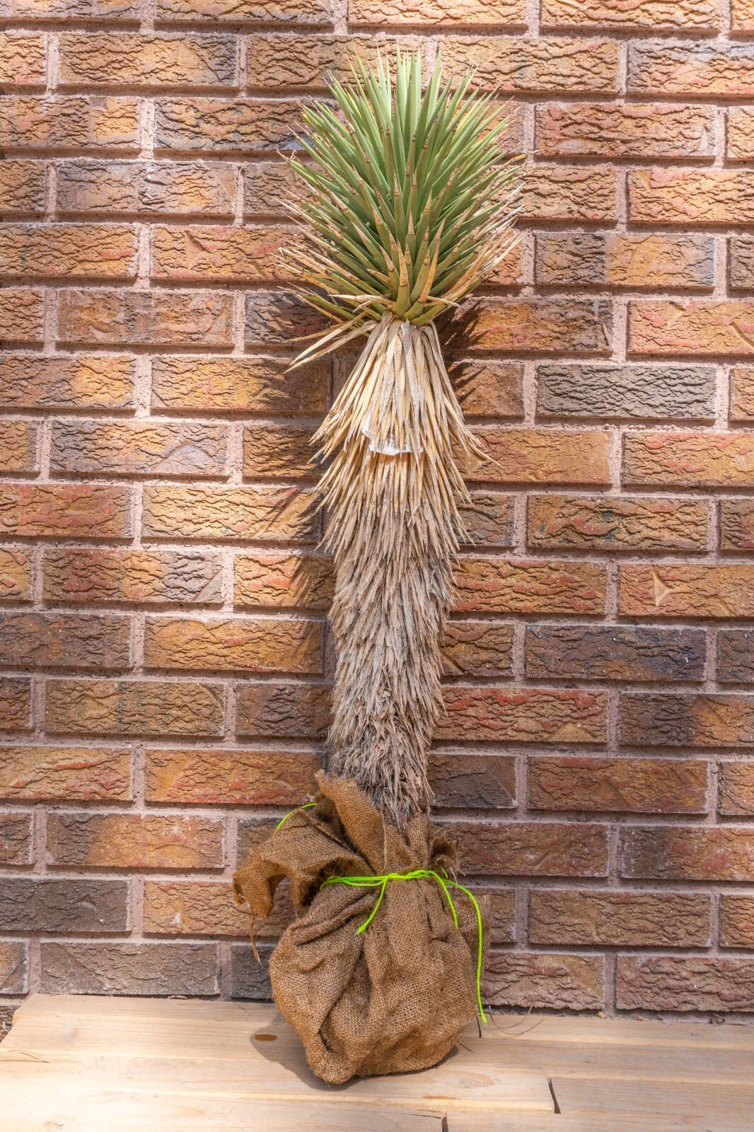3FT JOSHUA TREE, DESERT PLANT, LEGALLY HARVESTED & TAGGED, YUCCA BREVIFOLIA