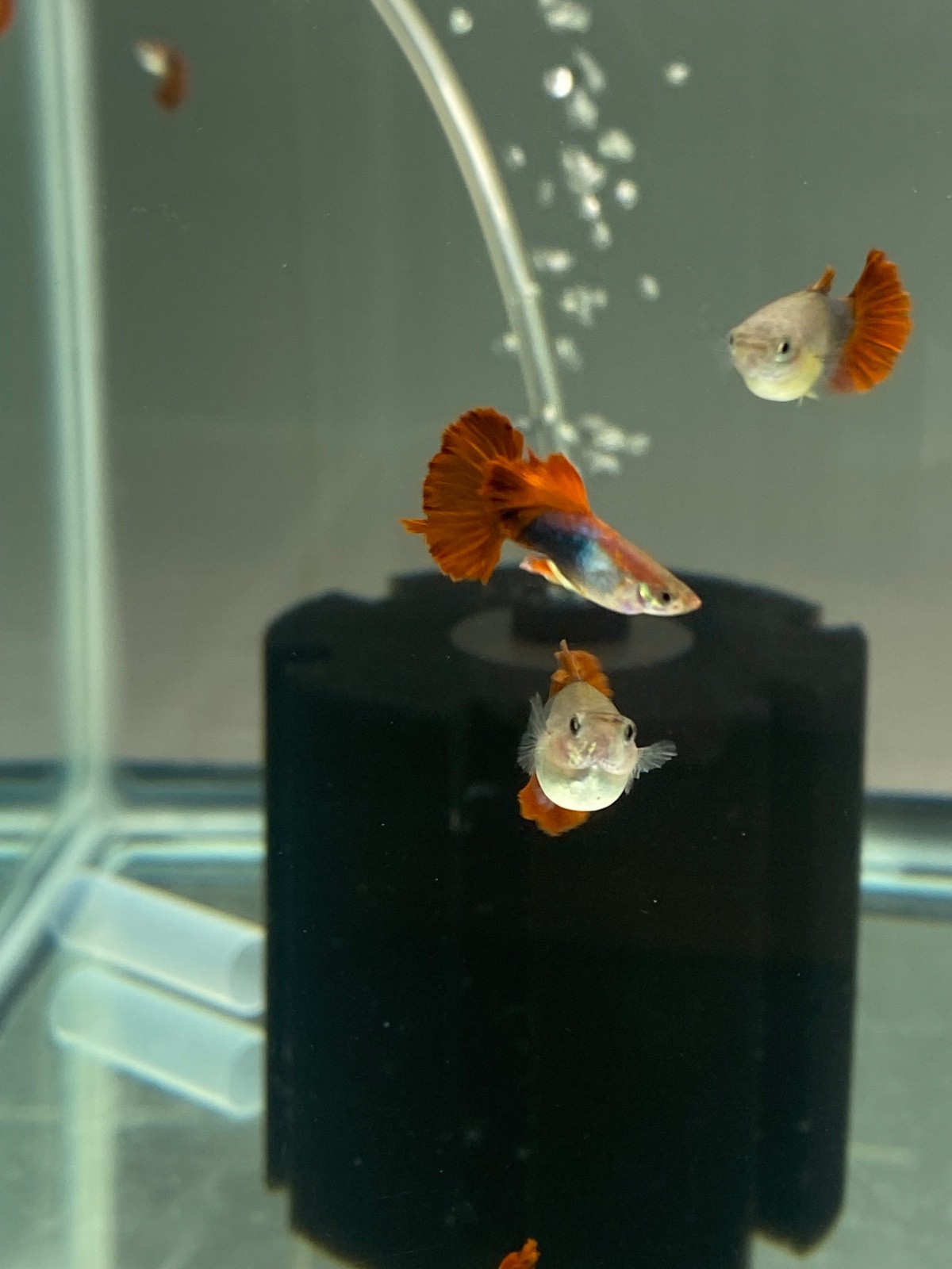 High quality USA SELLER  Trio  of HB Red Rose guppies