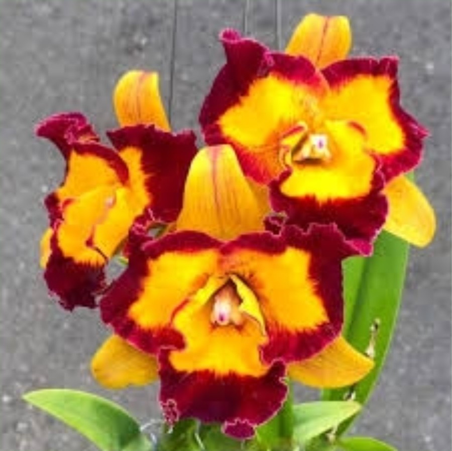 Rlc Linkin Love \'Chester\' near blooming size cattleya orchid clone, fragrant