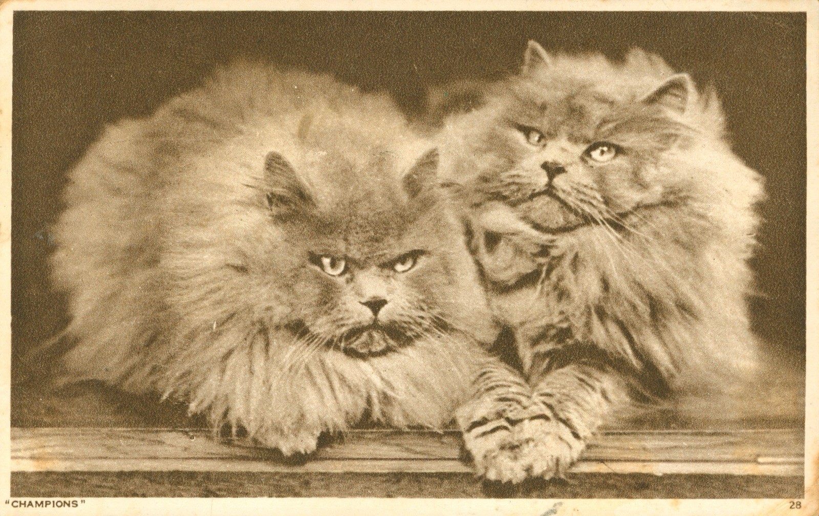 Cats \'Champions\' Long Haired Grey Persians RPPC Postcard Antique 1945 Real Photo