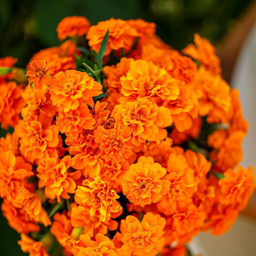 French Marigold TANGERINE DOUBLE DWARF Beneficial Plant Non-GMO 100 Seeds