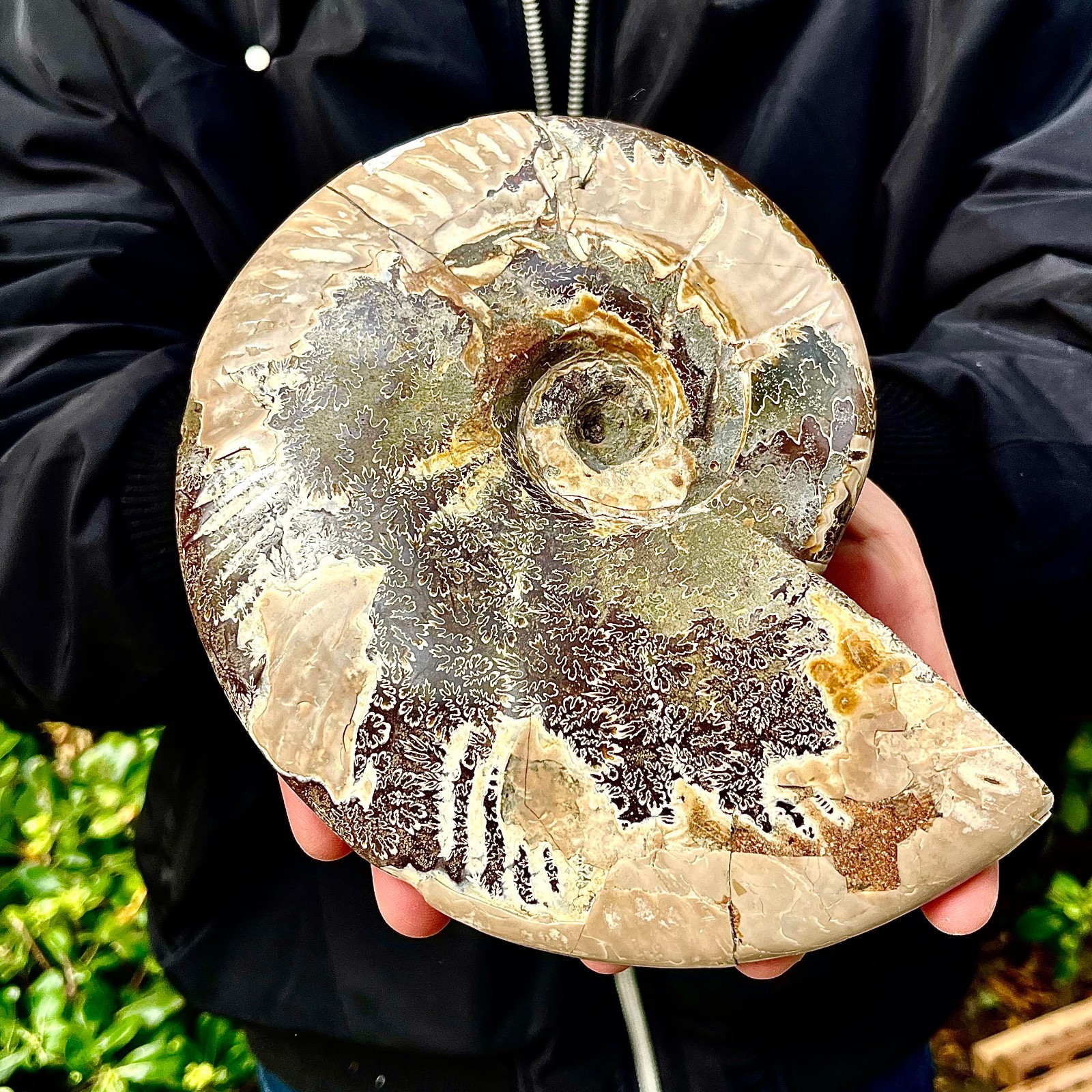 3.06LB Rare natural polished Natural conch fossil specimens of Madagascar