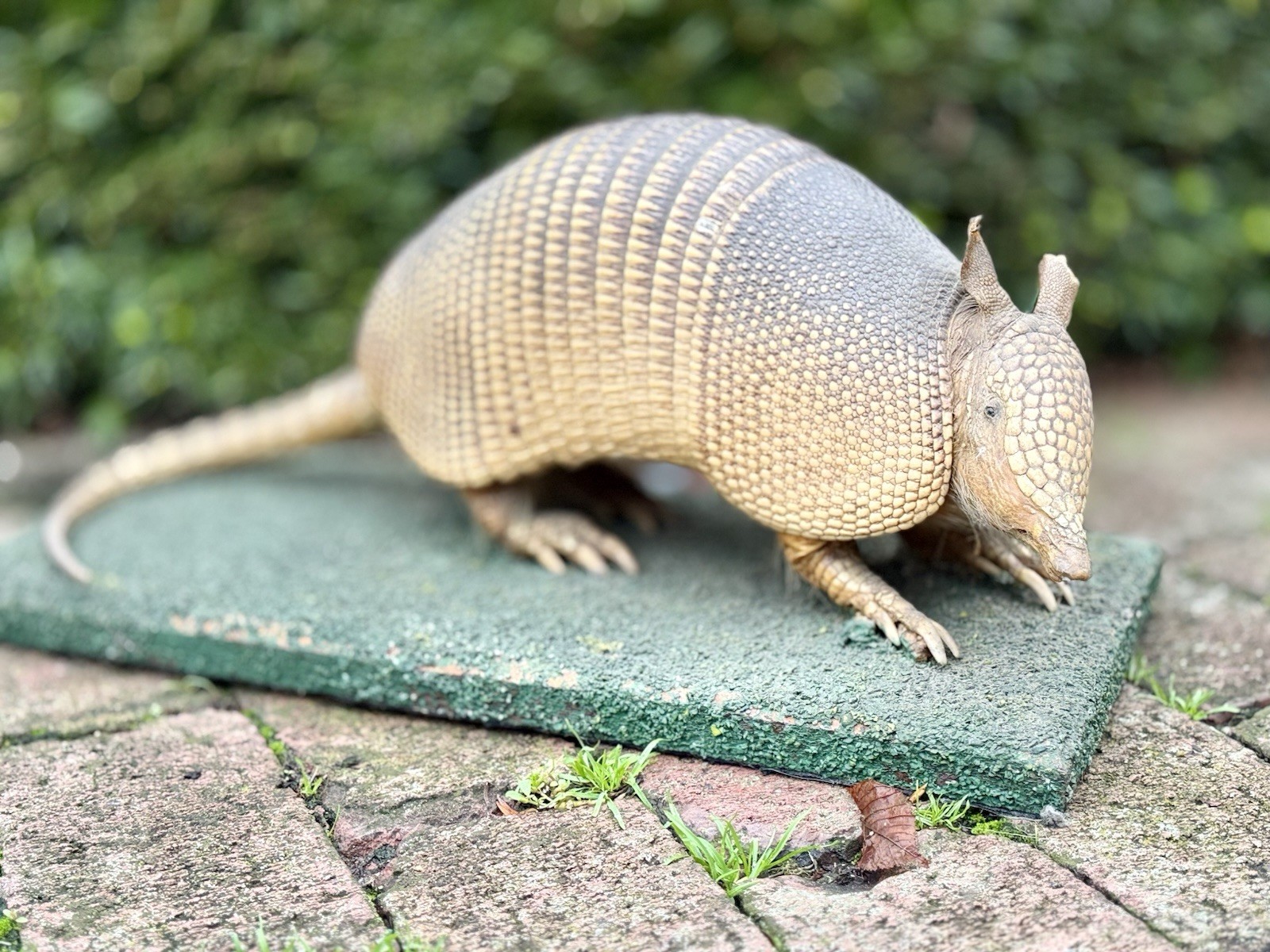 Antique/Vintage ARMADILLO Real Skin Taxidermy Full Body Museum Mount On Board