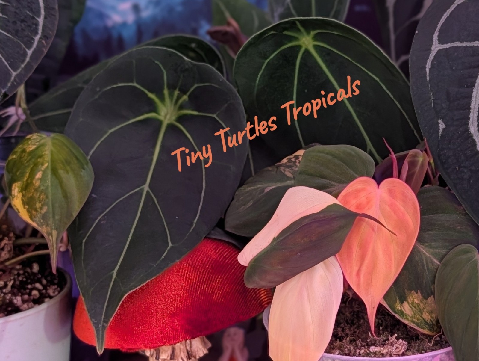 Anthurium GREEN SPIDER closed sinus new to United States