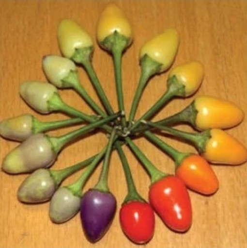 \'Bolivian Rainbow\' Pepper Seeds -50 Seeds - Organic - Heirloom- Non GMO