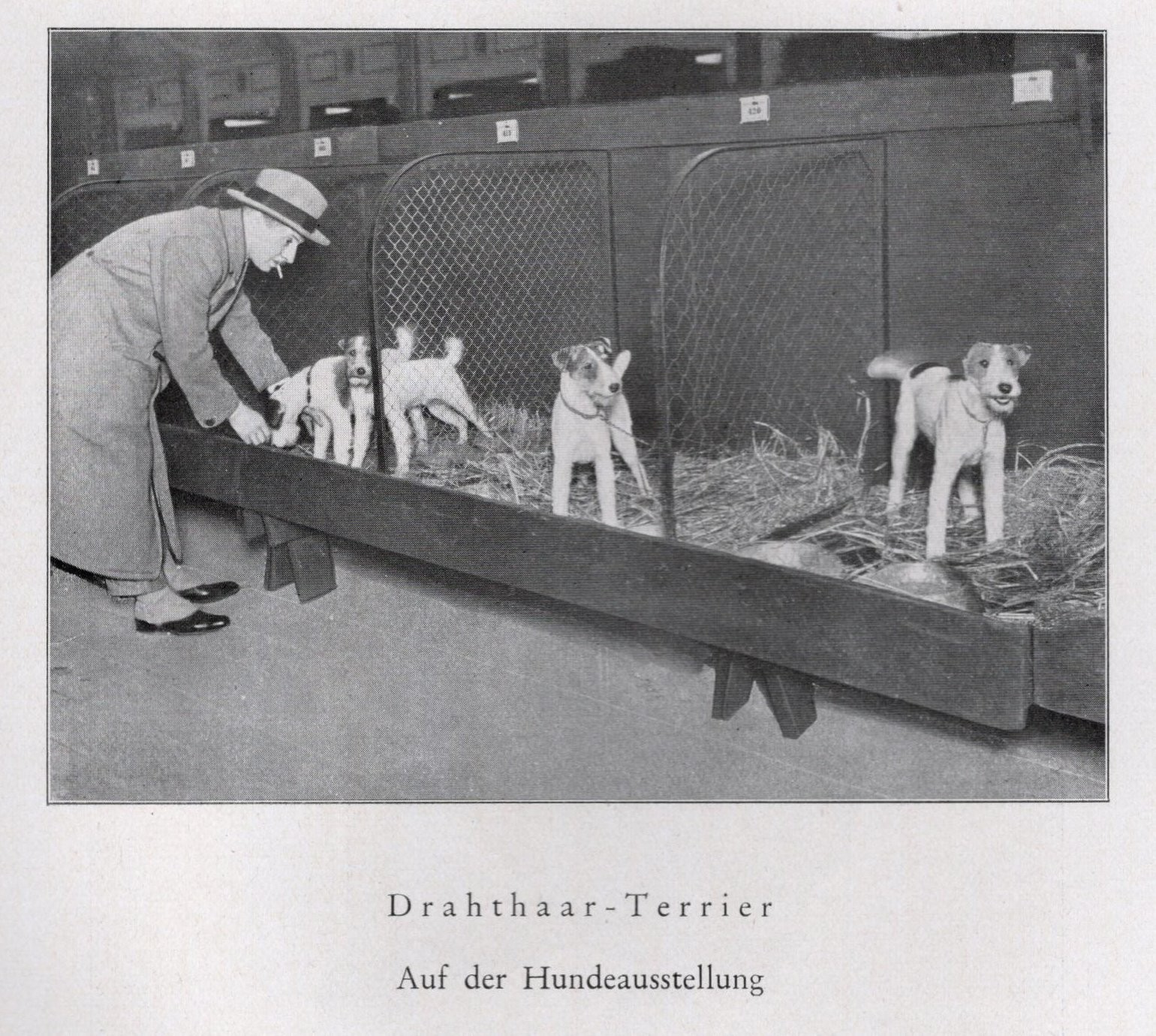 Fox Terrier - CUSTOM MATTED - 1940 Vintage Antique - German Dog 