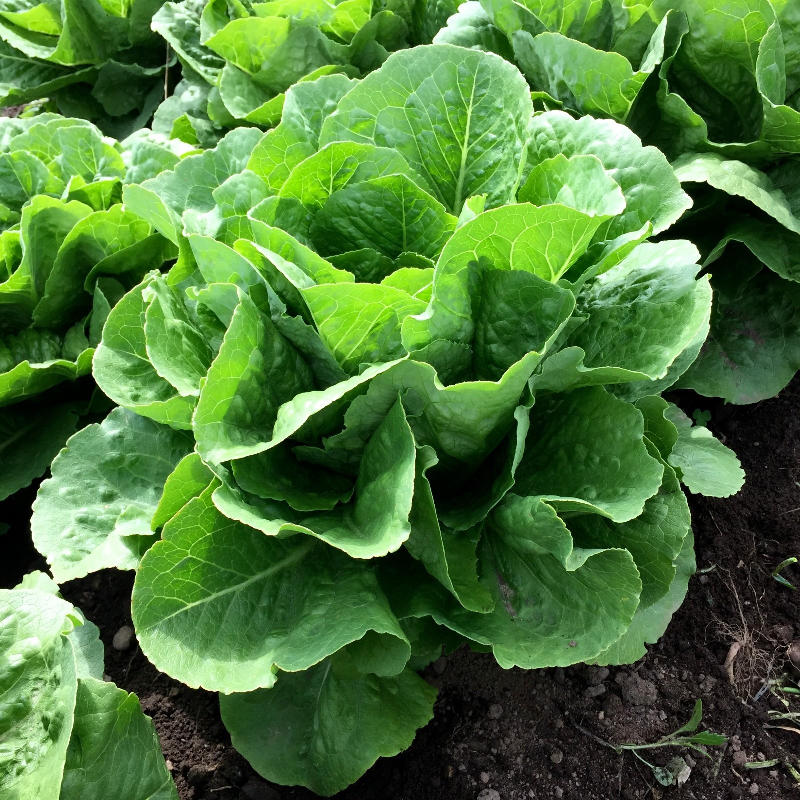 Parris Island Cos Romaine Lettuce Seeds, NON-GMO, Caesar Salad, 