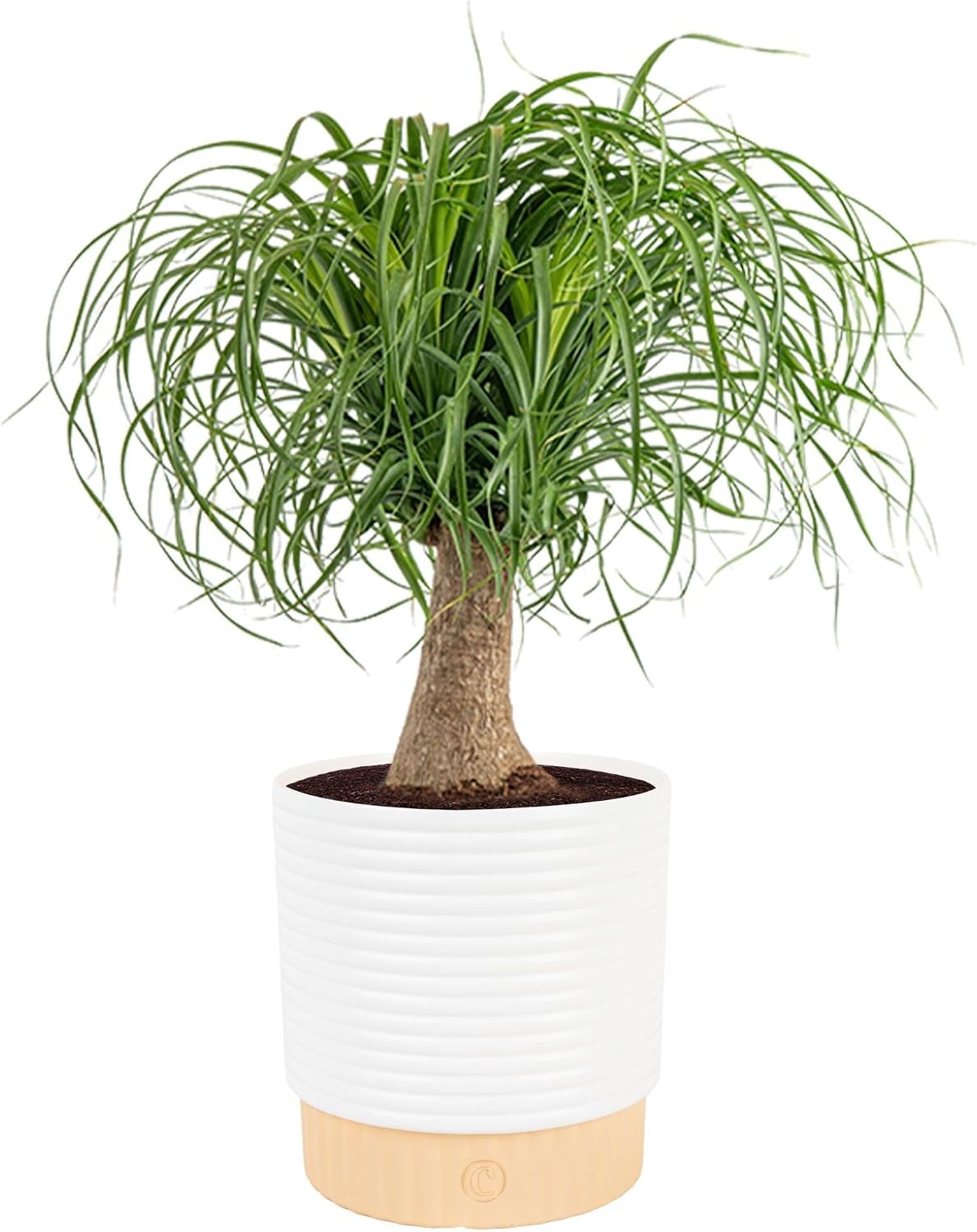 Costa Farms Ponytail Palm Live Plant in Decorative Pot, Easy to Maintain Indo...