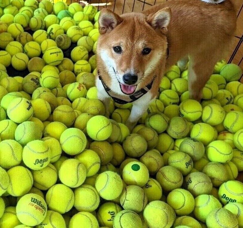 Bulk Low Cost Doggie Balls -  Used Tennis Balls for Dog Training - 