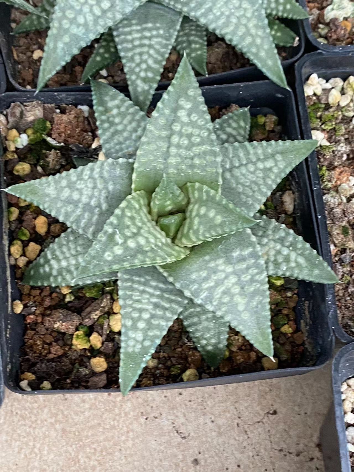 Haworthia RareSucculent cactus Plant Garden Décor Boutique 10-12CM
