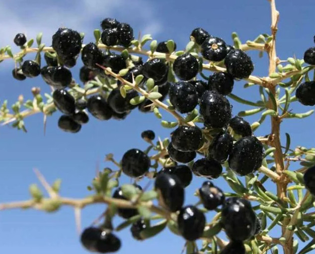 Rare Live Black Goji Berry (Lycium ruthenicum) Plant - Black Wolf Berry Rare Live Black Goji Berry (Lycium ruthenicum) Plant - Black Wolf Berry