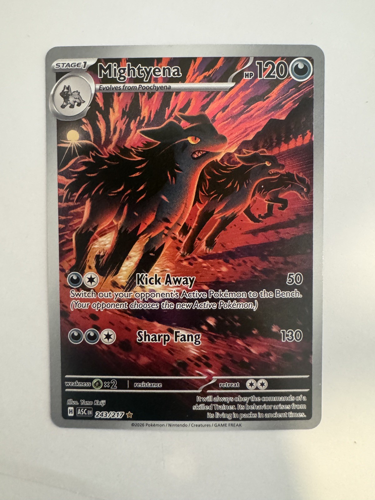 Mightyena 243/217 Illustration Rare Ascended Heroes Pokemon Holo Near Mint Mightyena 243/217 Illustration Rare Ascended Heroes Pokemon Holo Near Mint