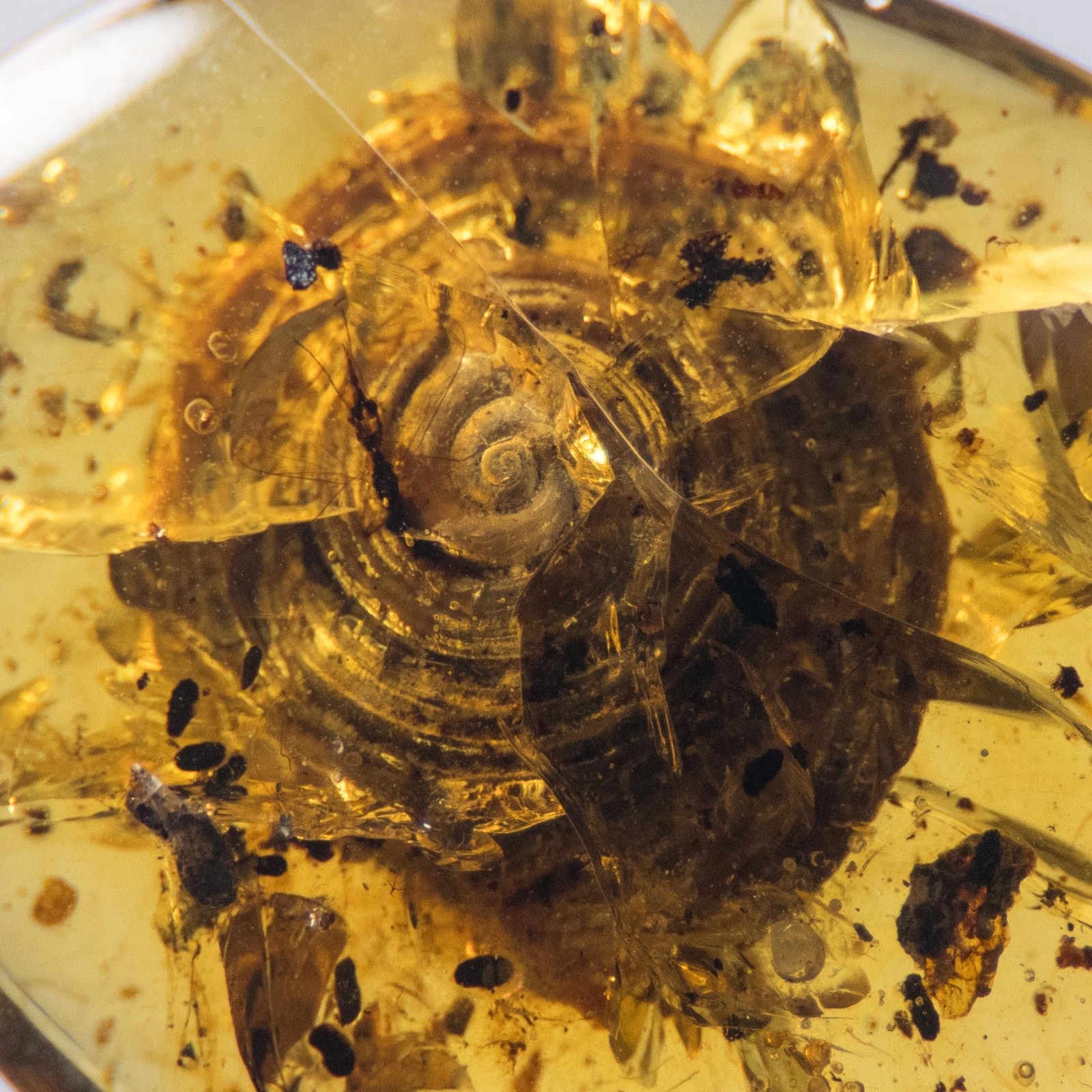 HUGE SNAIL in Burmese / Burmite amber fossil / 100% genuine amber 