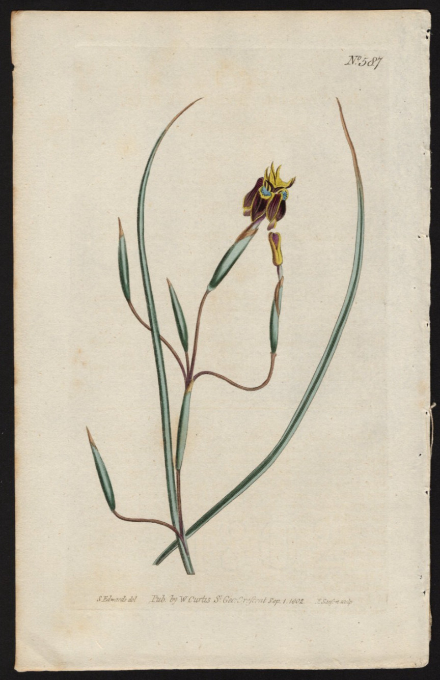 1802 Curtis Botanical Magazine Antique Print Bird Limed Flag Iris #587