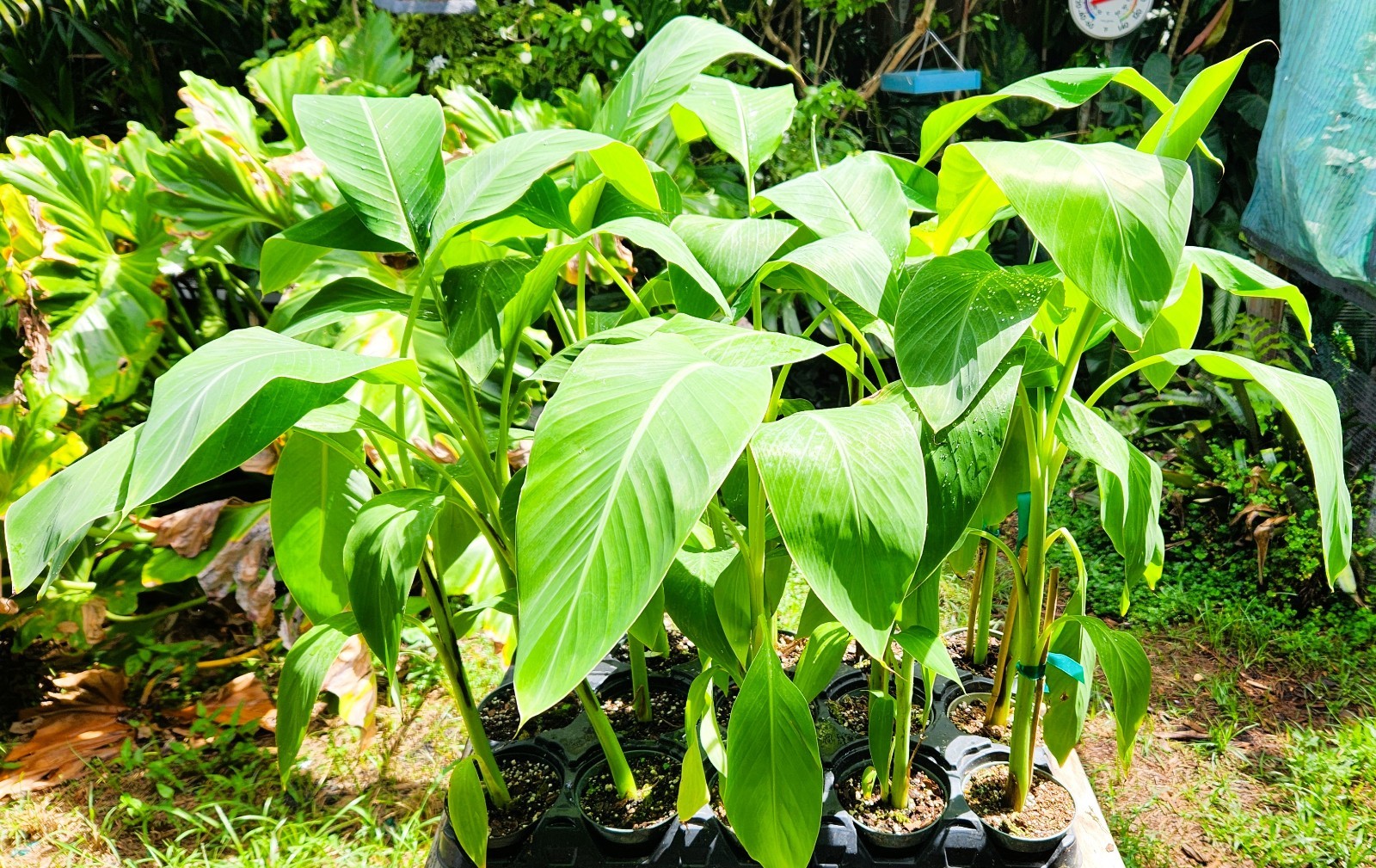 Musa Blue Java “Ice Cream” Banana Plant in 4\