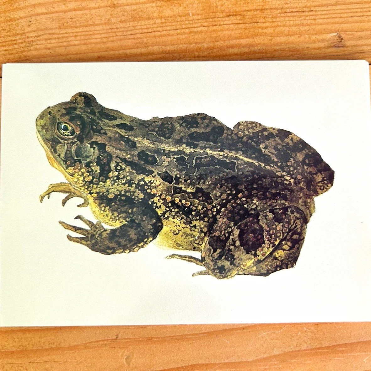 Karl Bodmer Frog Postcard Divided Back Unposted Joslyn Art Museum Karl Bodmer Frog Postcard Divided Back Unposted Joslyn Art Museum