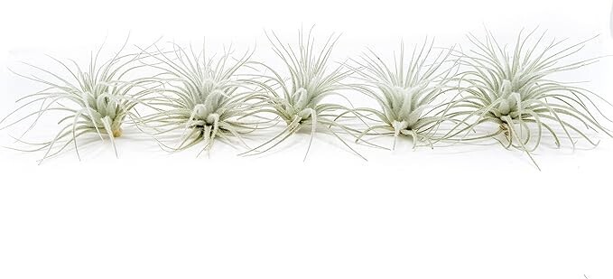 Rare Tectorum Ecuador Air Plants - Bright White - Sale Packs