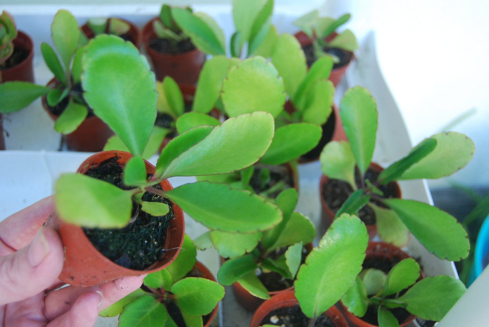Kalanchoe Pinnata - Miracle Leaf Plant - Life Love Plant - Bryophyllum Pinnatum
