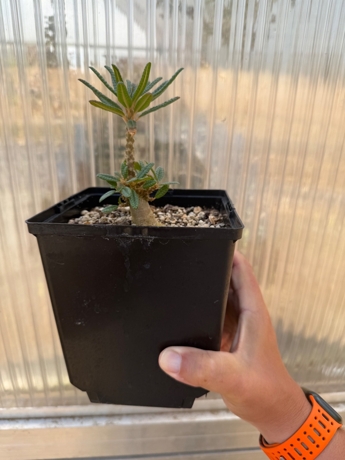 Dorstenia gigas f bullata seed grown Commphora Euphorbia