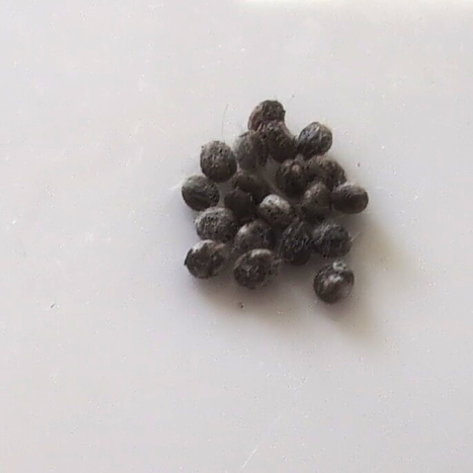 Luna Moth Eggs 20+ Count, Actias Luna, here for only a few days Luna Moth Eggs 20+ Count, Actias Luna, here for only a few days