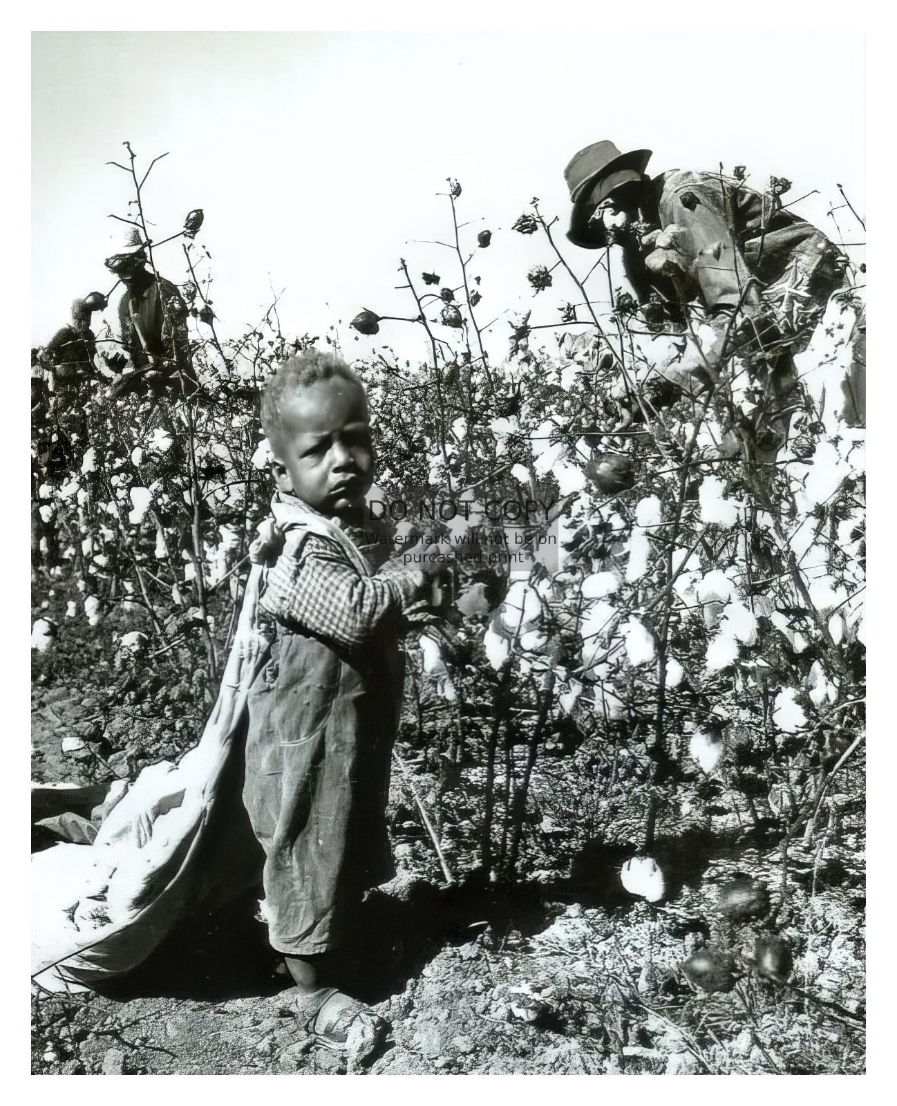 YOUNG AFRICAN AMERICAN BOY PICKING COTTON GREAT DEPRESSION ARKANSAS 8X10 PHOTO