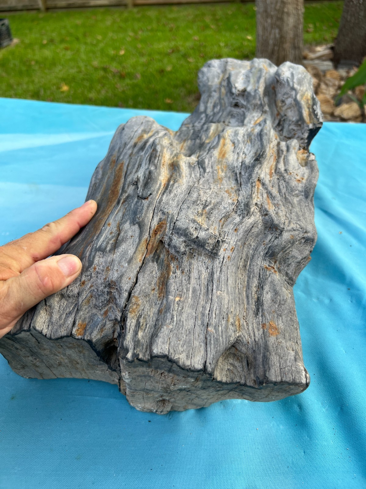 Texas Petrified Wood 25x10x6 Large Weathered Black Log Natural Aquascape Fossil