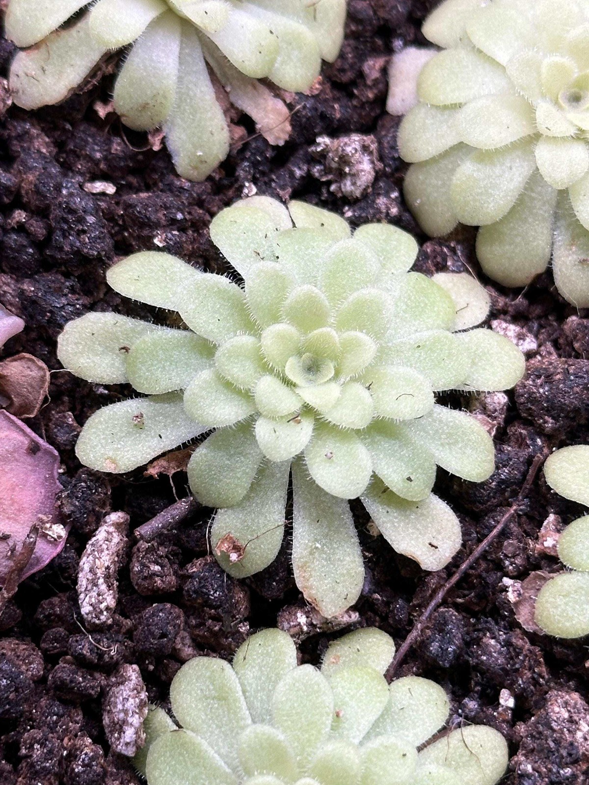 Pinguicula agnata \'True Blue\' x hemiepiphytica - Live Butterwort Carnivorous