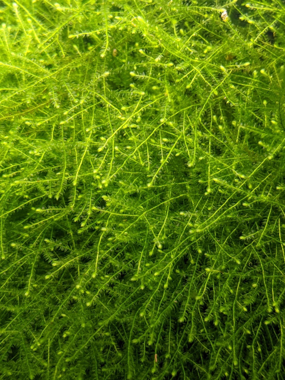 Java Moss Large 25g+ portion. Great for Shrimp & Fry. 
