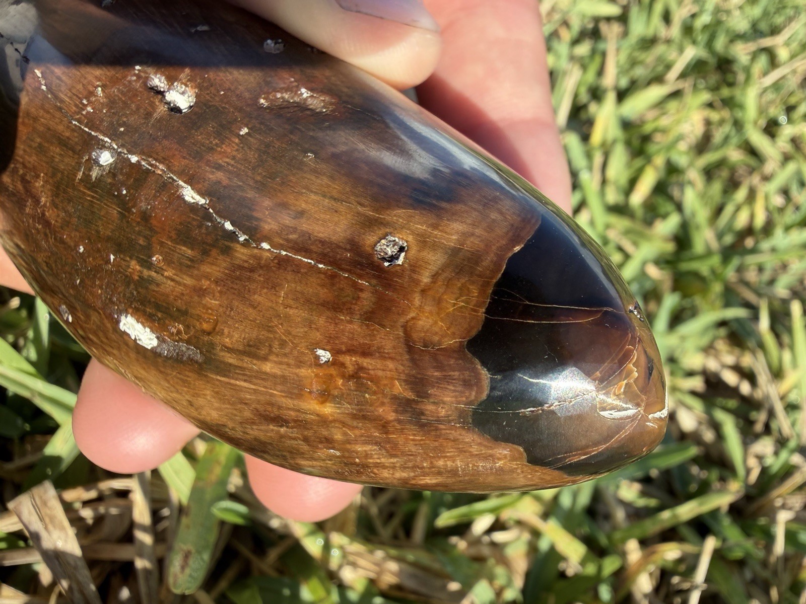 LEVIATHAN FOSSIL SPERM CETACEAN TOOTH - BEAUTIFULLY POLSIHED 5.5”