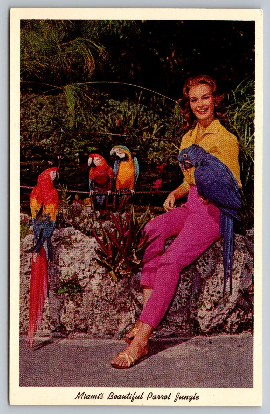 Miami FL Florida, Macaws Parrot Jungle c1930s-40s EARLY UNUSED Vintage Postcard