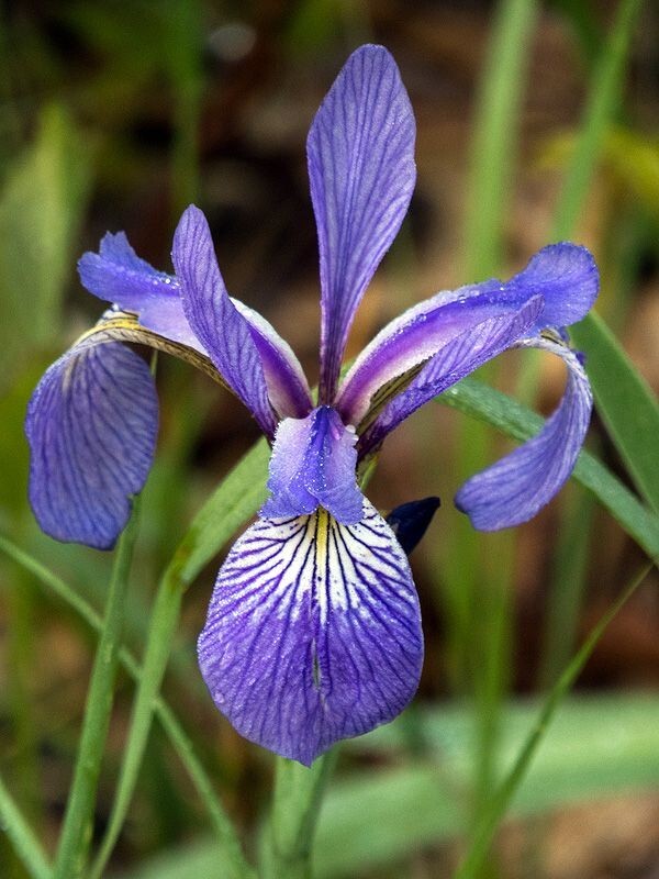 Wild Iris Bare-root (Iris cristata - Dwarf Crested Iris)