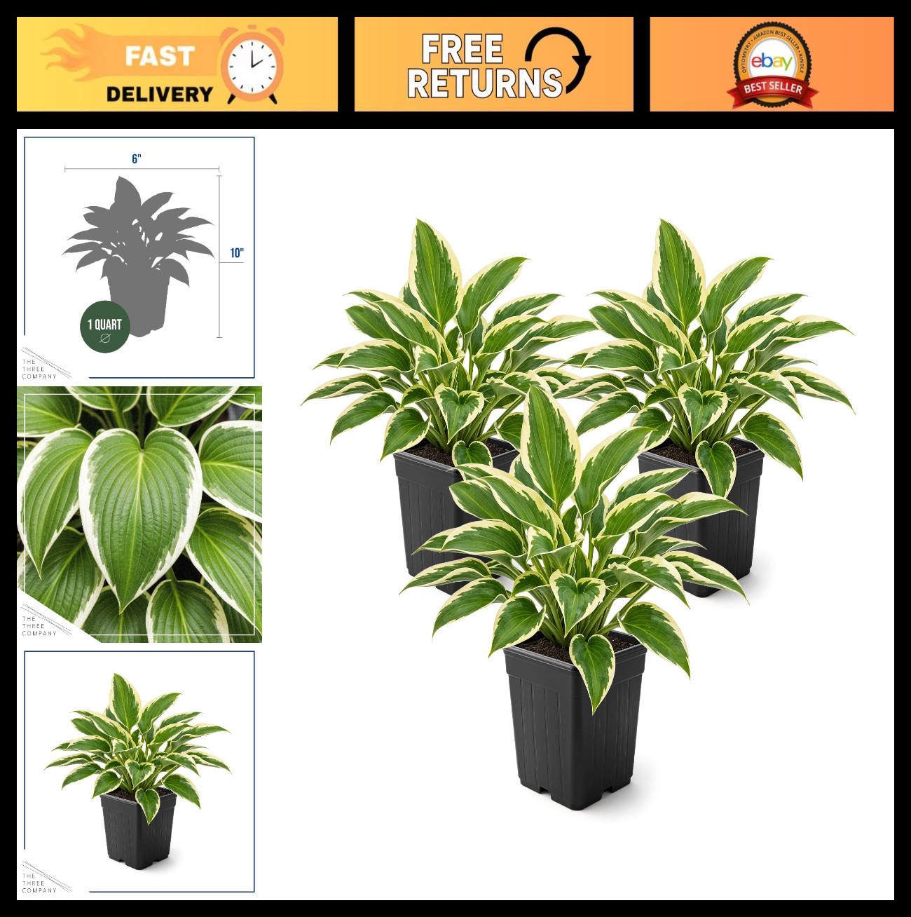 Live Hosta Plants - So Sweet Perennial, 10\ Live Hosta Plants - So Sweet Perennial, 10\