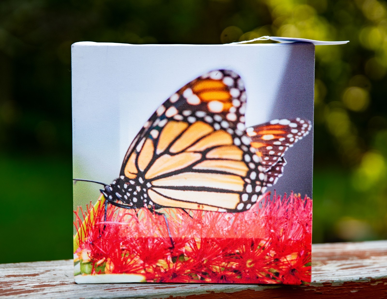 Canvas art print featuring a vibrant monarch butterfly bright flowers 8 x 8