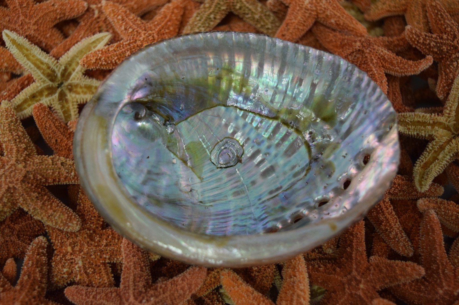 Green Abalone Sea Shell One Side Polished Beach Craft 3\