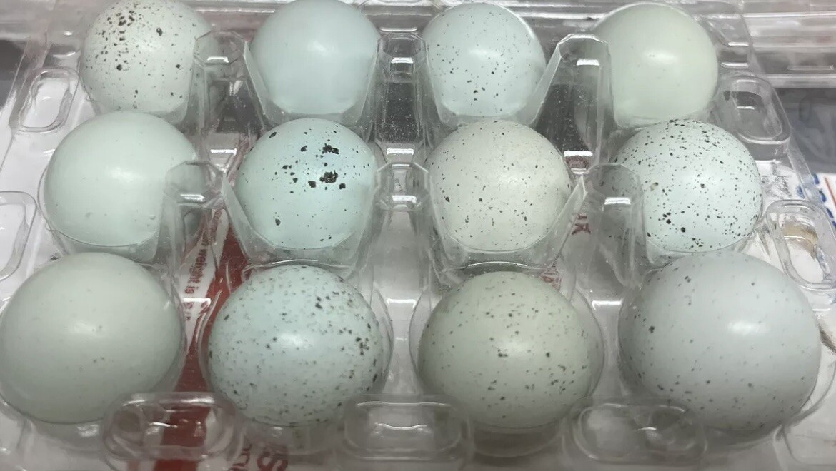 3 Dozen Celadon + 1 Dozen  Hatching Eggs Free NPIP/AI CLEAN.