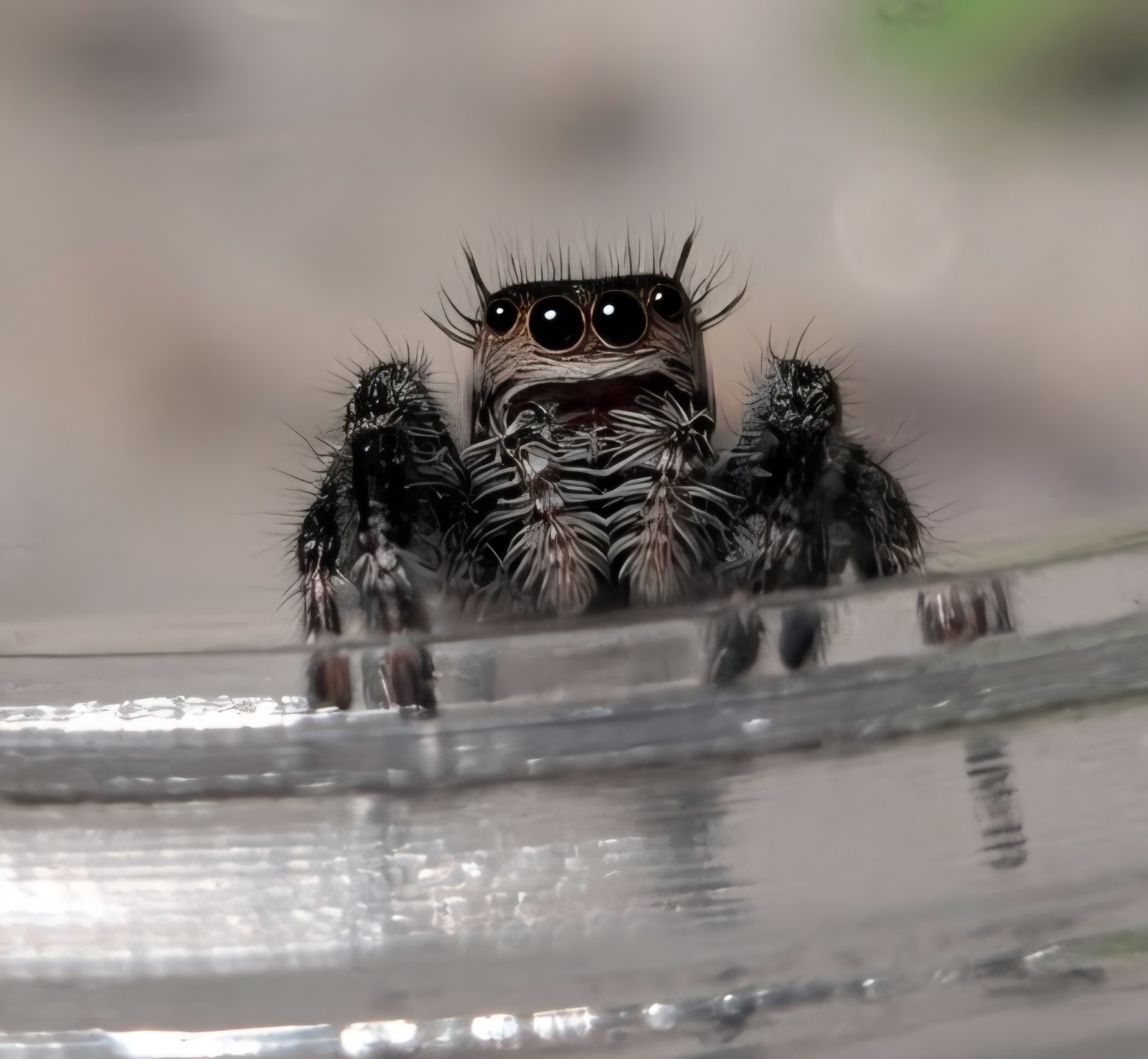 Juvenile Regal Jumping Spiders