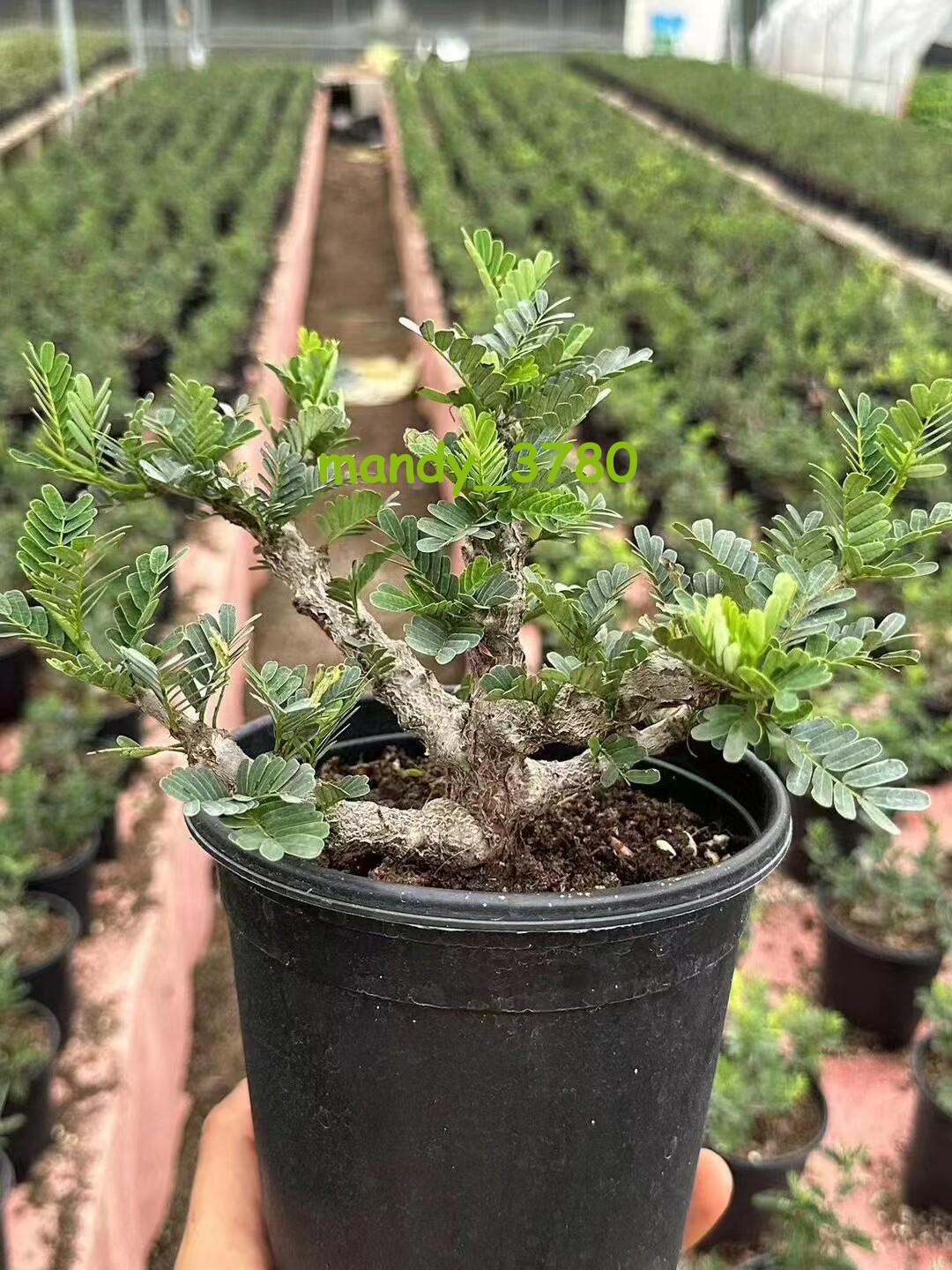 Multi Heads Succulent  Plant Senna meridionalis seedgrowth high10-12CM